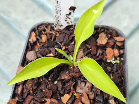 Hosta ´Gosan Hildegarde´